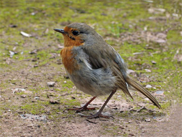 {short description of image}